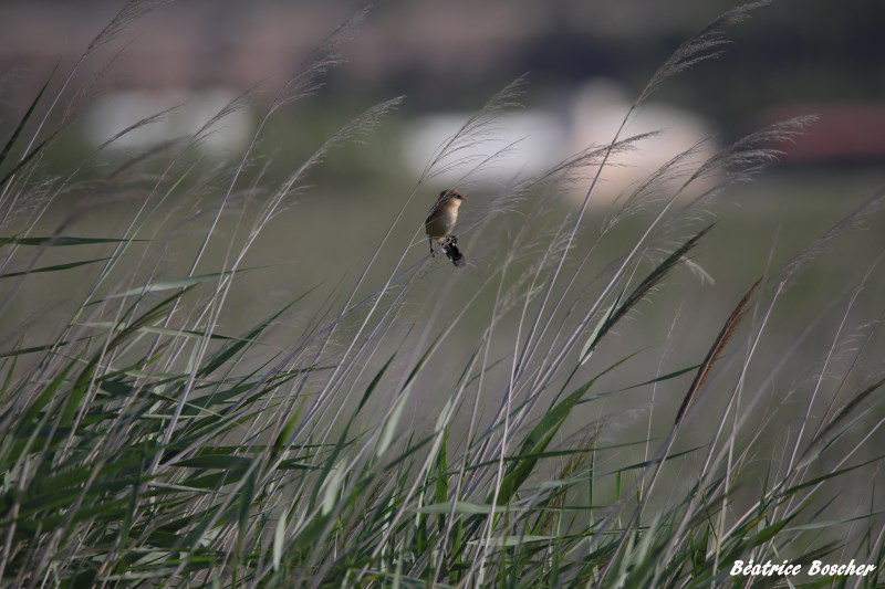 Panure à moustaches.jpg